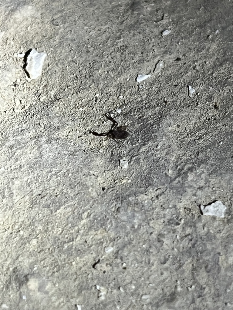 Larca laceyi (Lacey's Cave Pseudoscorpion), California species