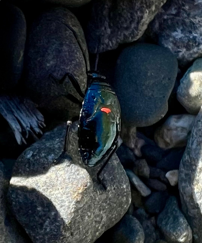 Largus californicus (California Bordered Plant Bug), California species