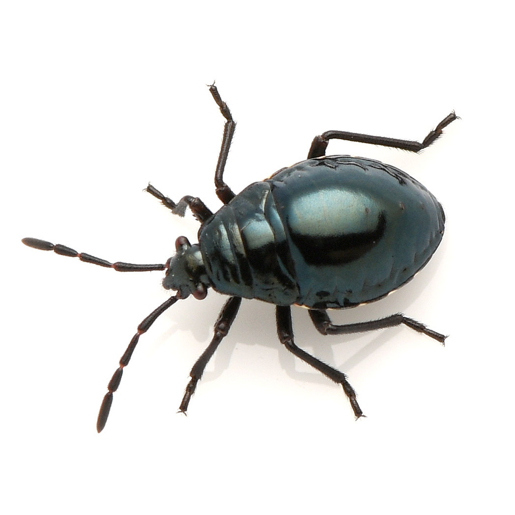 Largus cinctus, California species
