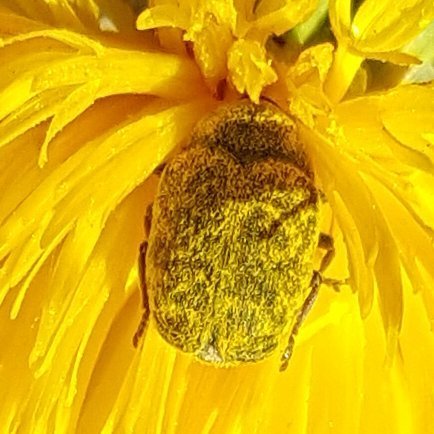 Larinus curtus (Yellow Starthistle Flower Weevil), California species