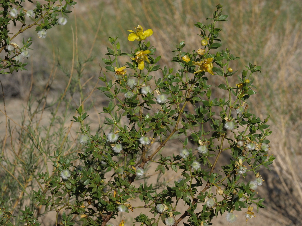 Larrea tridentata (South american creosote bush), native California shrub