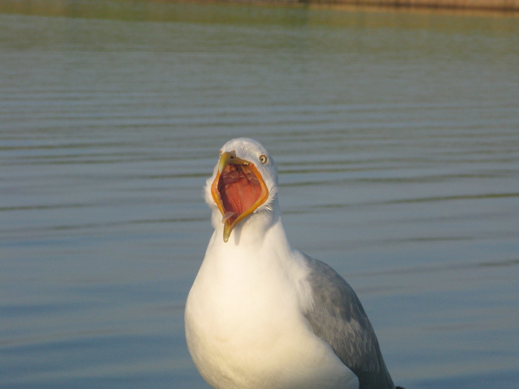 Larus argentatus (Herring Gull), California species