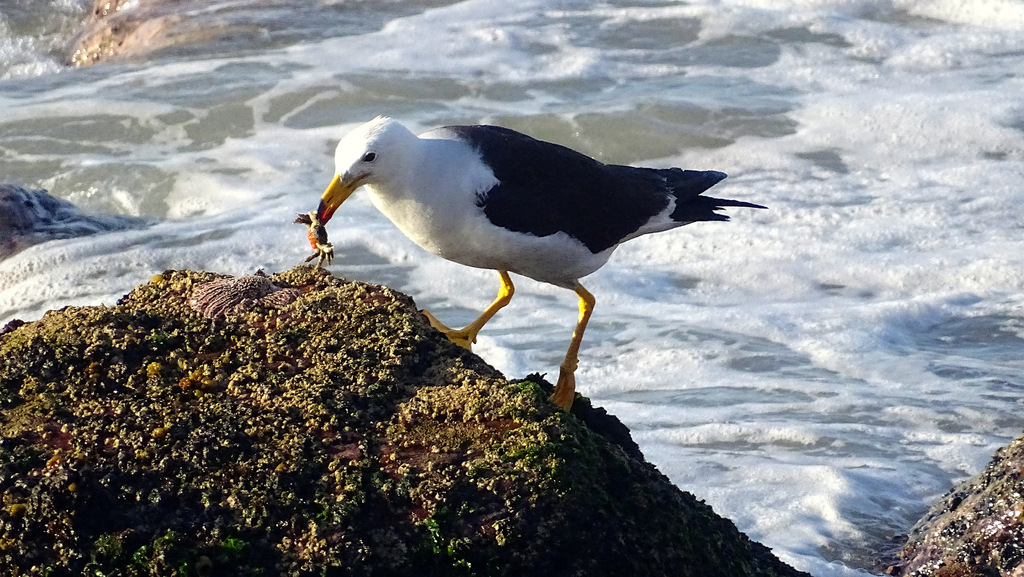Larus belcheri (Belcher's Gull), California species