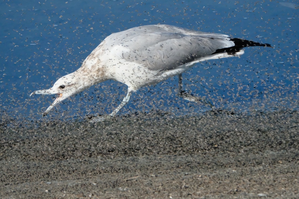 Larus californicus (California Gull), California species