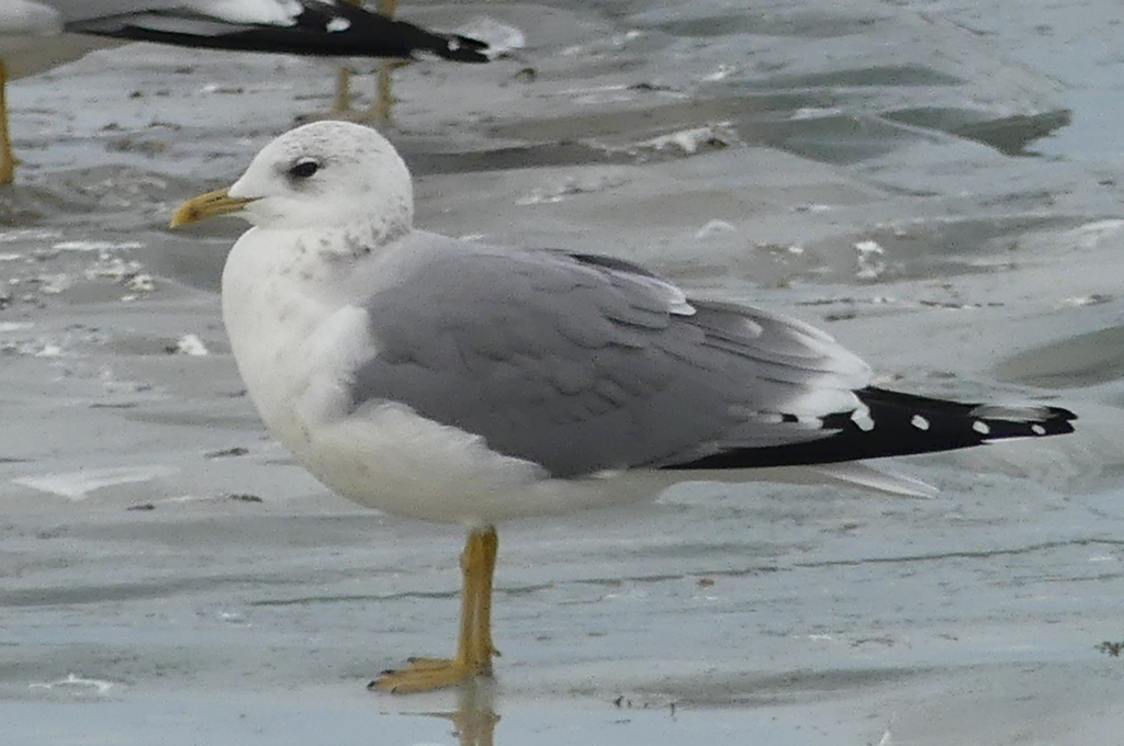 Larus canus (Mew Gull), California species