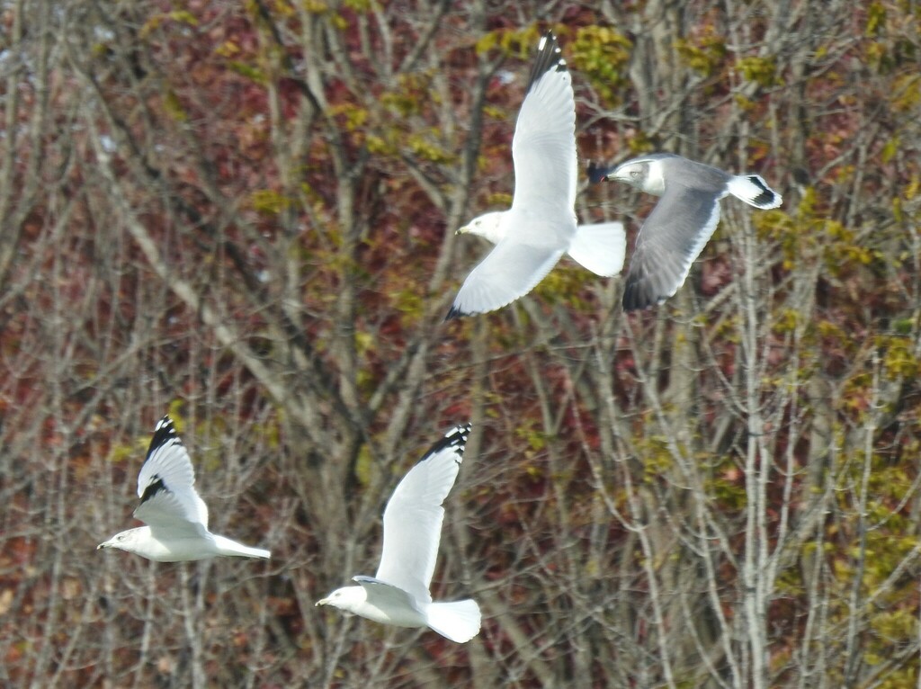 Larus crassirostris (Black-tailed Gull), California species