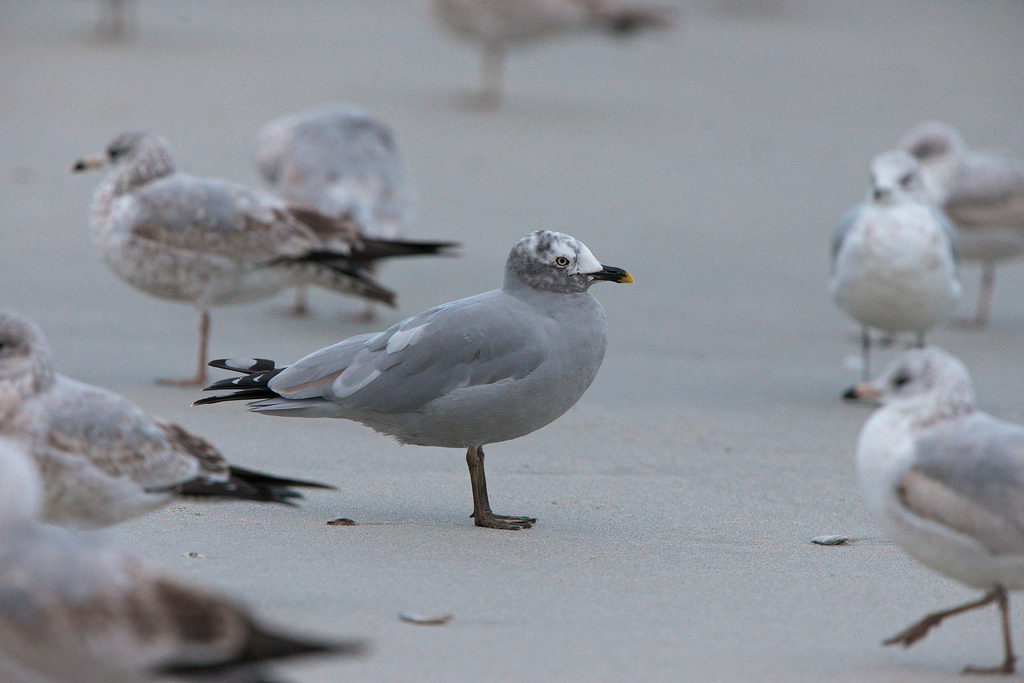 Larus delawarensis (Ring-billed Gull), California species
