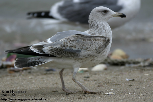 Larus fuscus (Lesser Black-backed Gull), California species