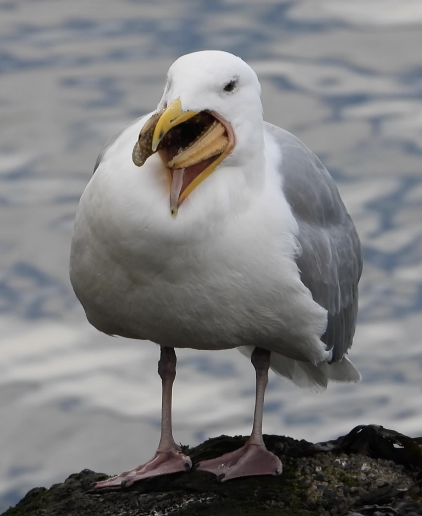 Larus glaucescens (Glaucous-winged Gull), California species