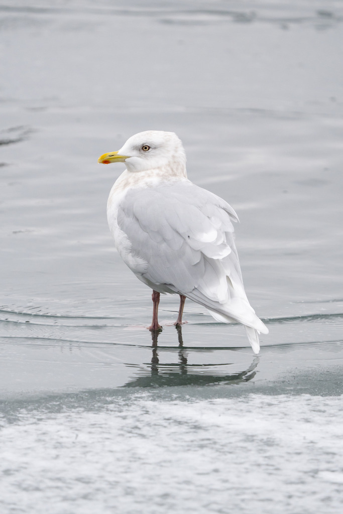 Larus glaucoides (Iceland Gull), California species