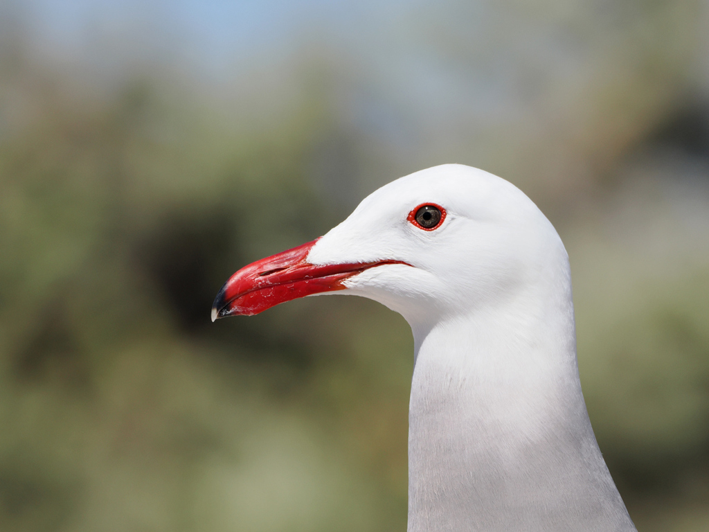 Larus heermanni (Heermann's Gull), California species