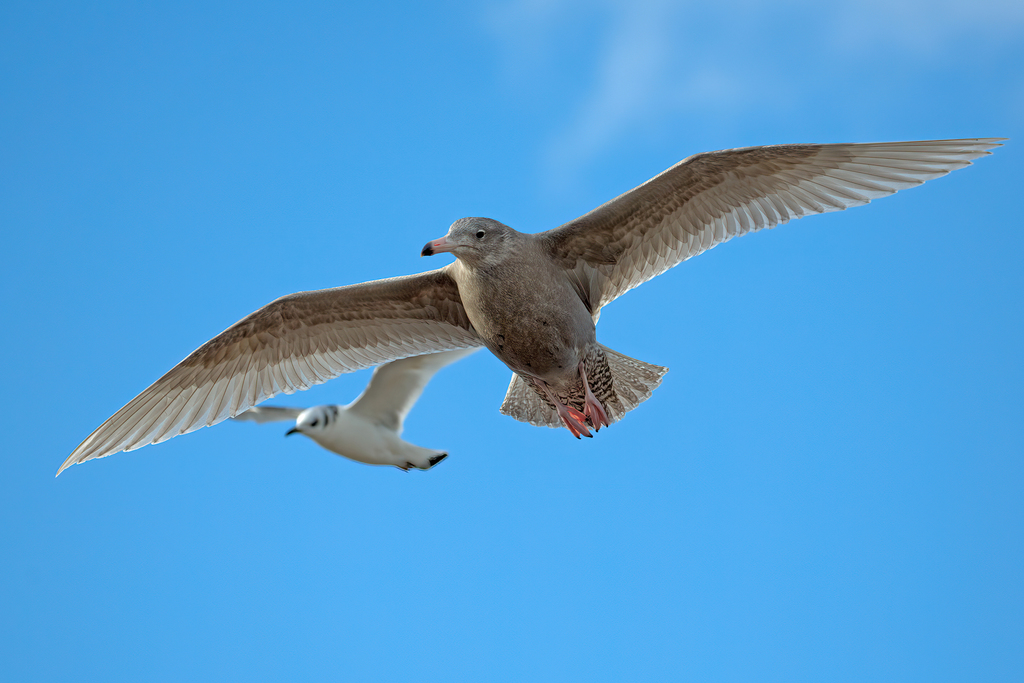 Larus hyperboreus (Glaucous Gull), California species