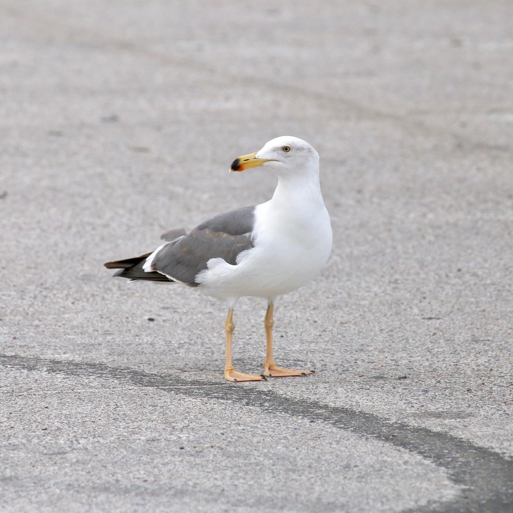 Larus livens (Yellow-footed Gull), California species