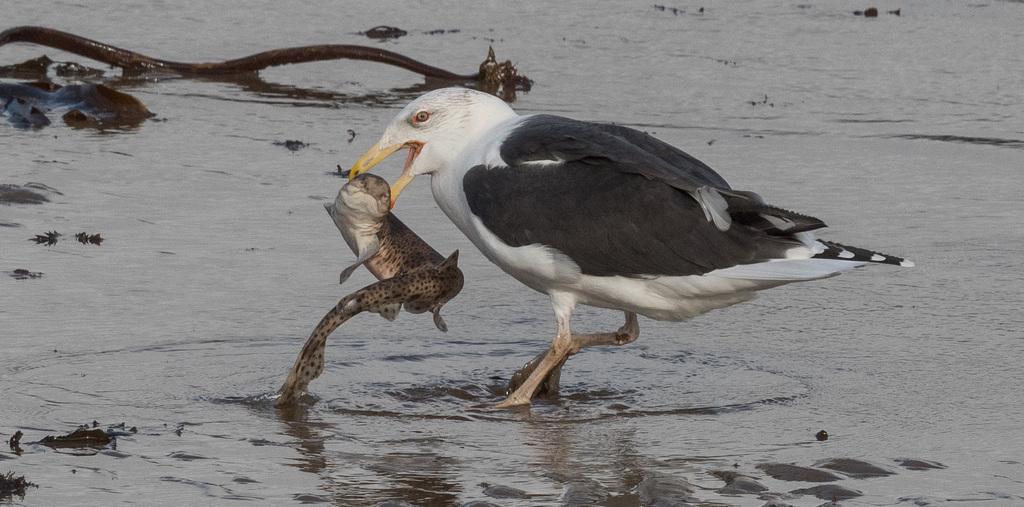 Larus marinus (Great Black-backed Gull), California species