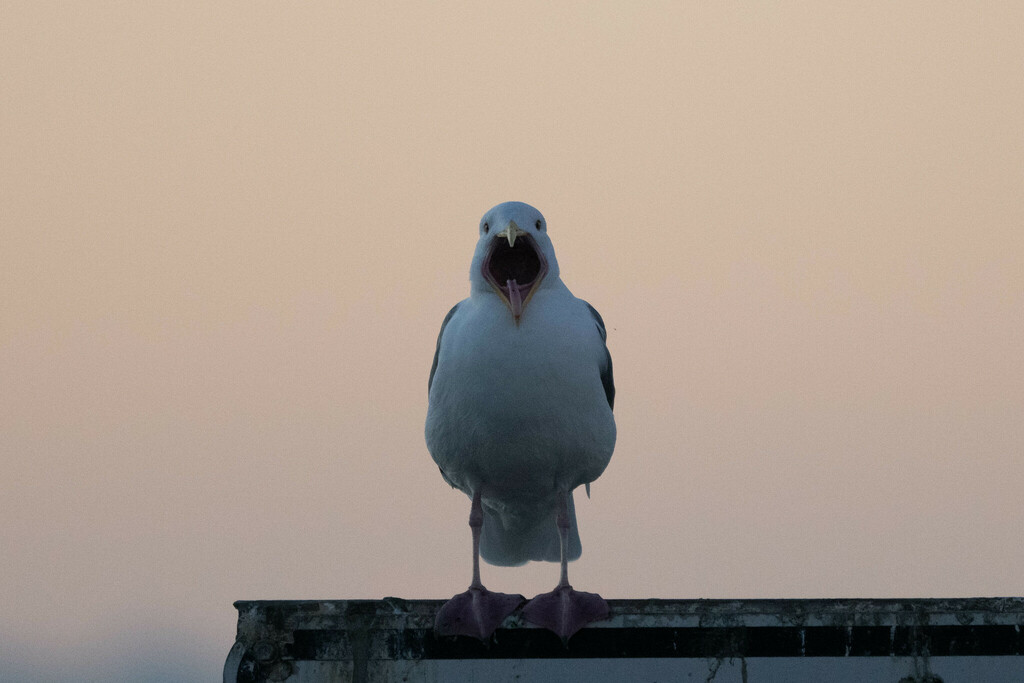 Larus occidentalis (Western Gull), California species