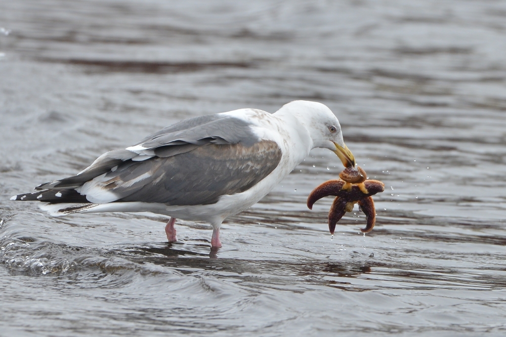 Larus schistisagus (Slaty-backed Gull), California species