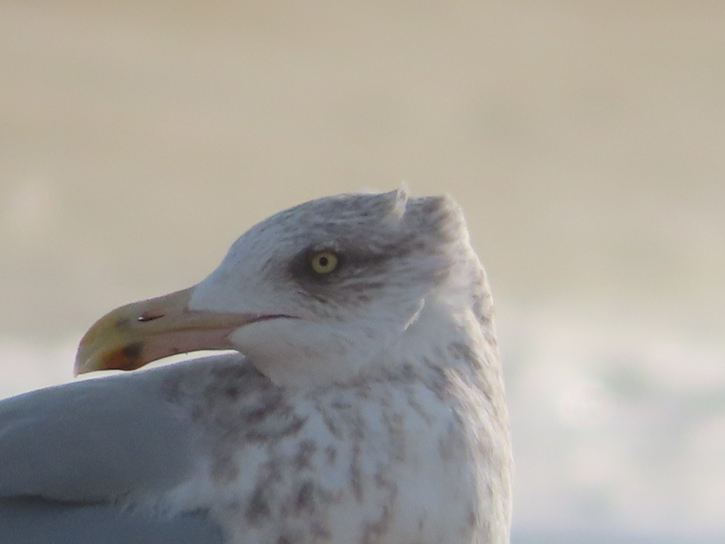 Larus smithsonianus (American Herring Gull), California species