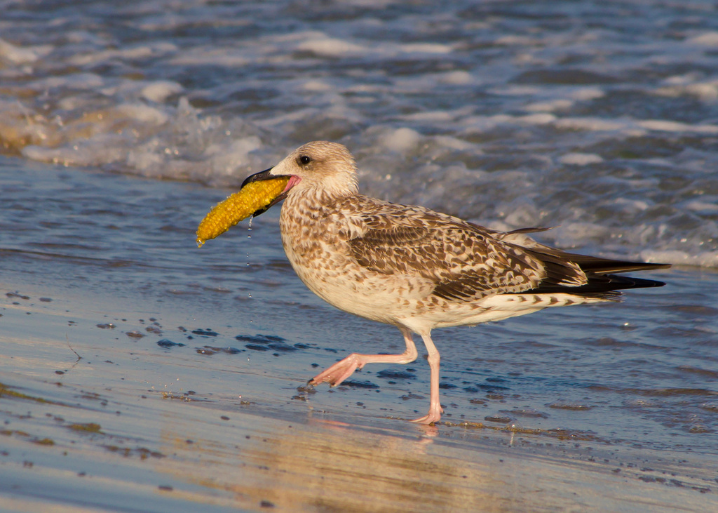 Larus (Thayer's Gull), California species
