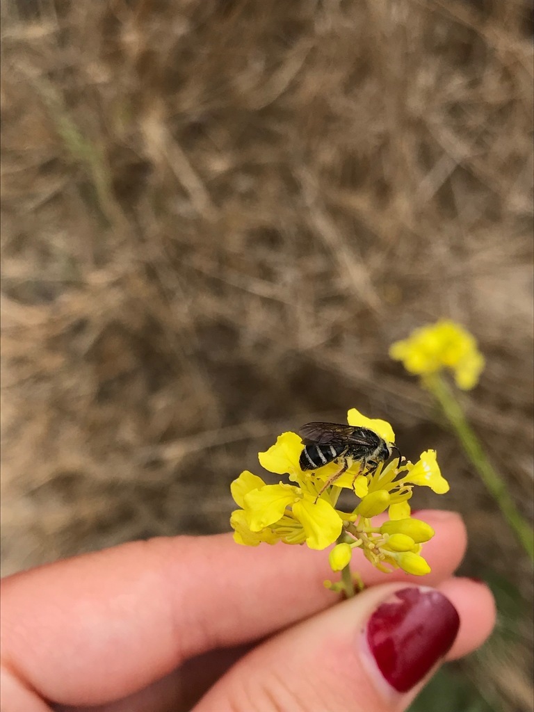 Lasioglossum channelense (Channel Island Sweat Bee), California species