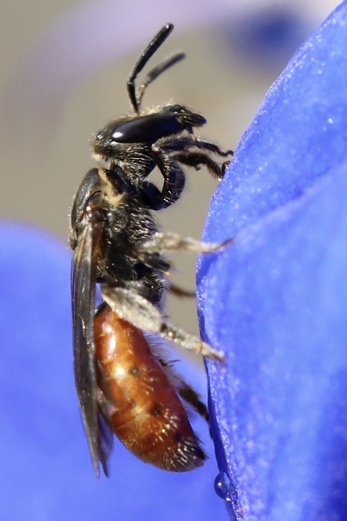 Lasioglossum ovaliceps (Oval-headed Sweat Bee), California species