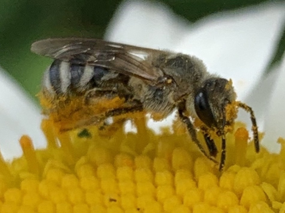 Lasioglossum sisymbrii (Tansy Mustard Sweat Bee), California species