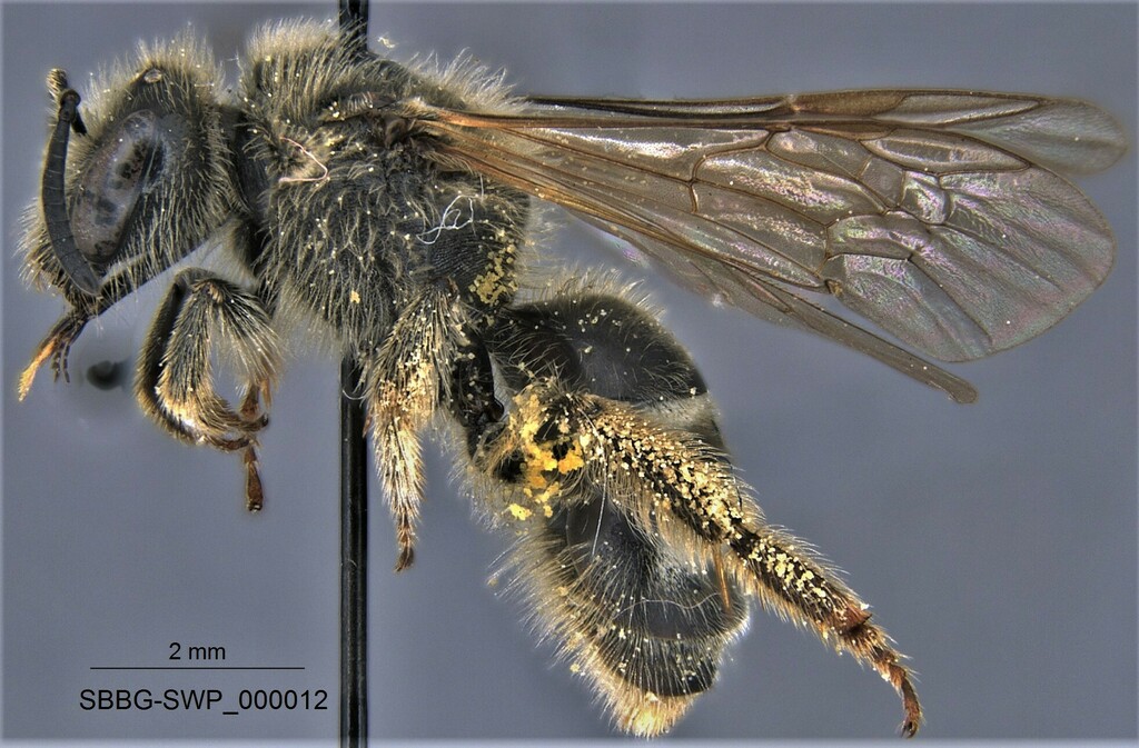 Lasioglossum titusi (Titus's Sweat Bee), California species