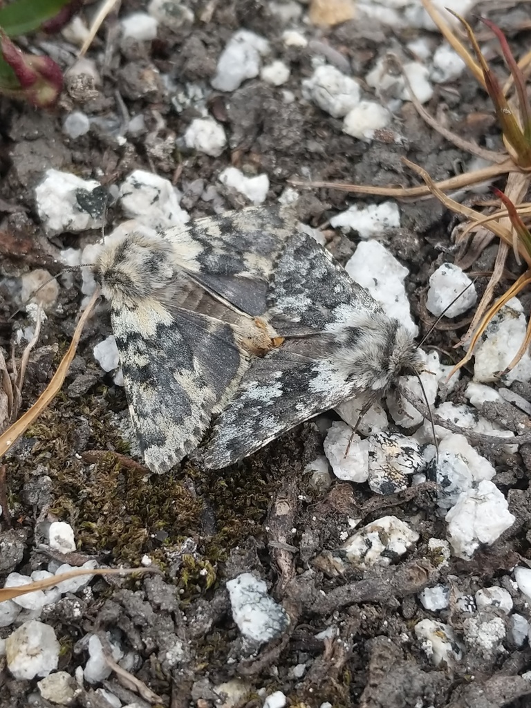 Lasionycta mono (Mono Lasionycta), California species