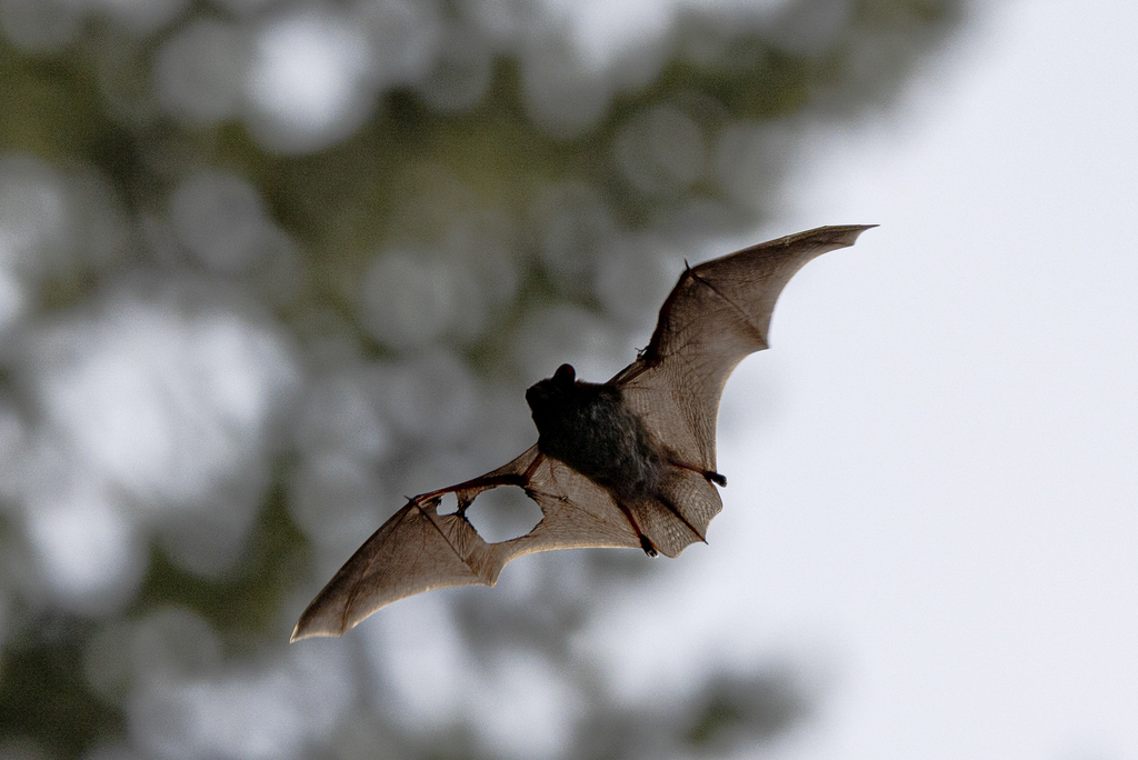 Lasionycteris noctivagans (Silver-haired Bat), California species