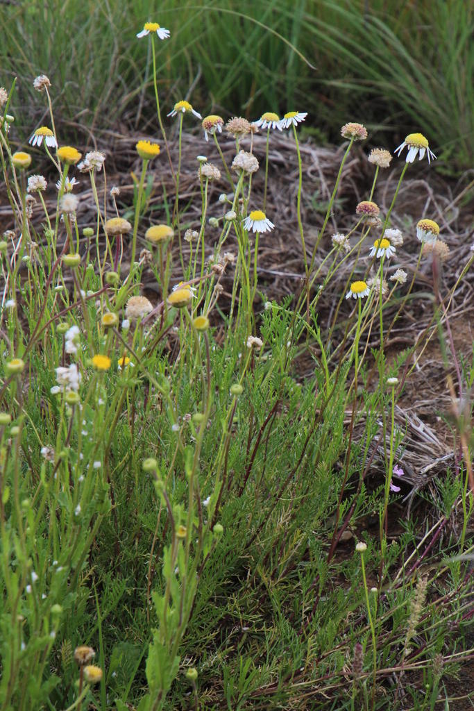 Lasiospermum bipinnatum (Woolly fruit), non-native California herb