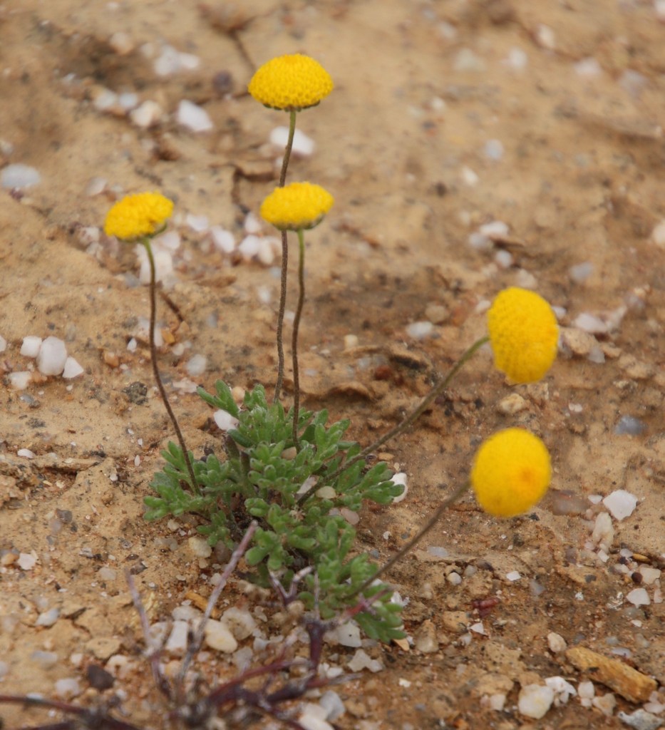 Lasiospermum sp. (Cocoonhead), non-native California perennial
