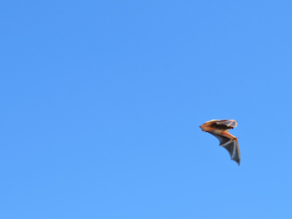 Lasiurus frantzii (Western Red Bat), California species