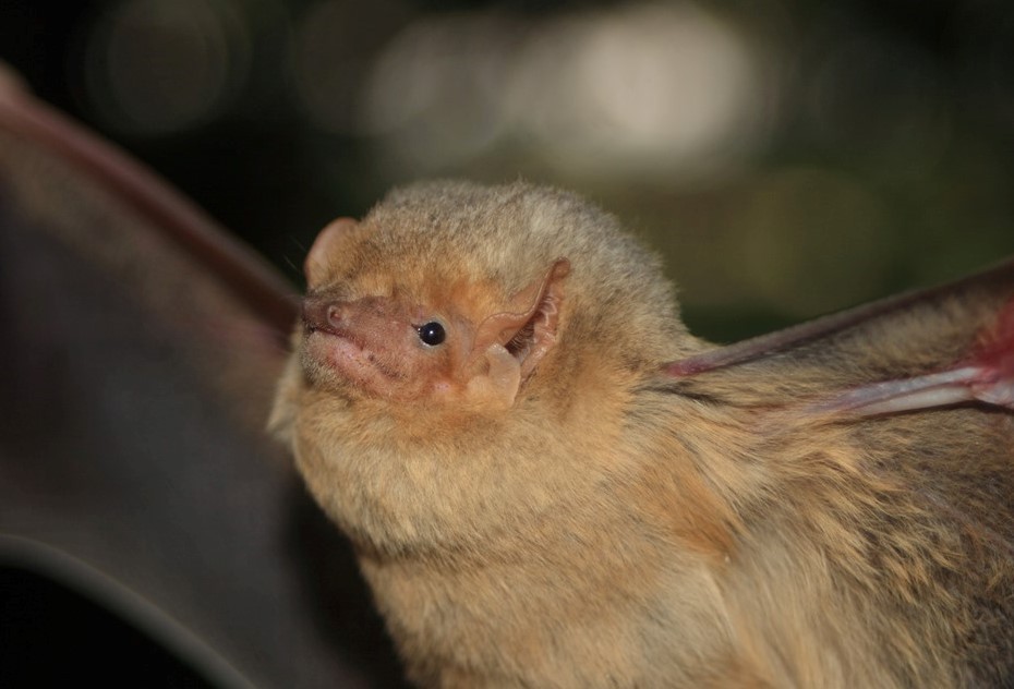 Lasiurus xanthinus (Western Yellow Bat), California species