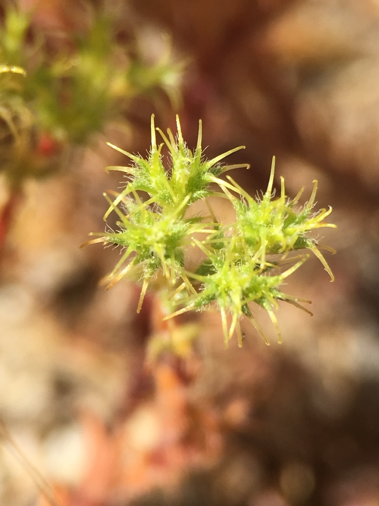 Lastarriaea coriacea (Leather-spineflower), native California herb