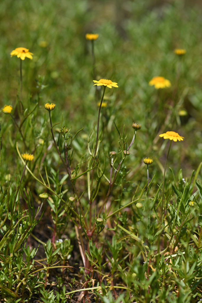 Lasthenia burkei (Burke's goldfields), native California herb