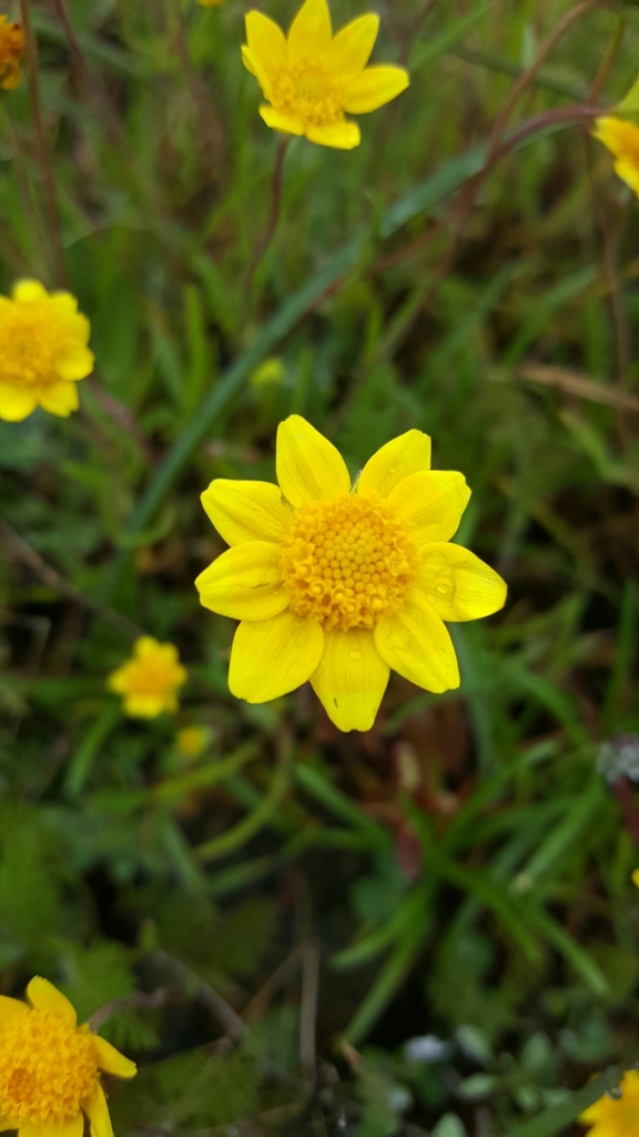 Lasthenia californica subsp. macrantha (Perennial goldfields), native California herb