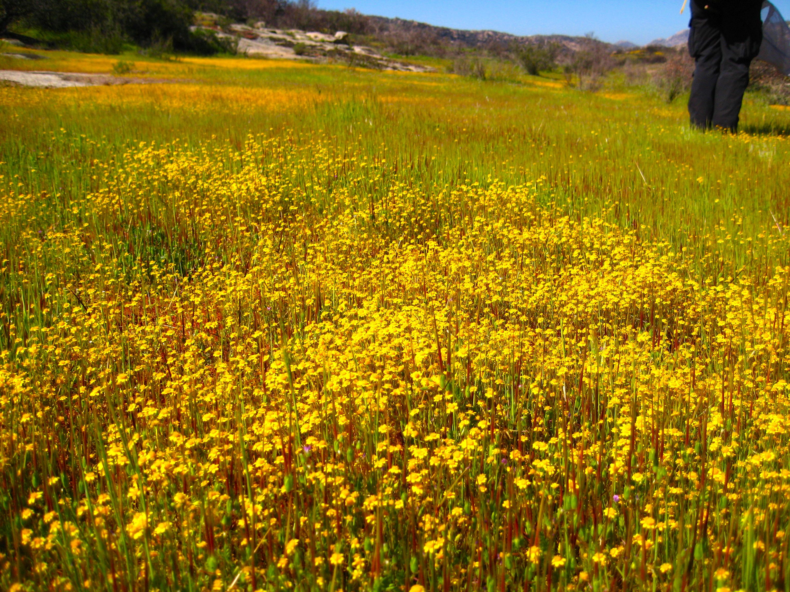Lasthenia californica (California goldfields), native California herb