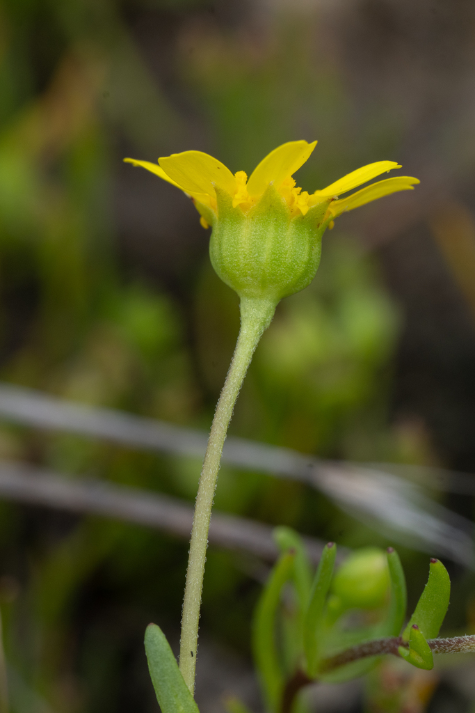 Lasthenia chrysantha (Alkali-sink goldfields), native California herb