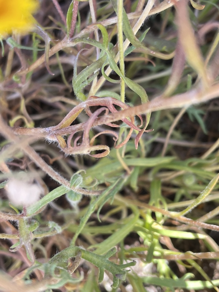 Lasthenia conjugens (Contra costa goldfields), native California herb