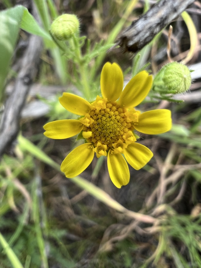 Lasthenia coronaria (Crowned or royal goldfields), native California herb