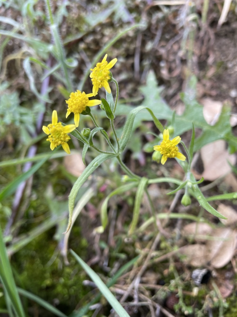 Lasthenia debilis (Greene's goldfields), native California herb