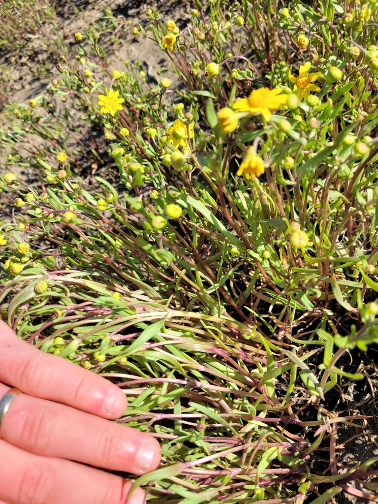 Lasthenia ferrisiae (Ferris' goldfields), native California herb