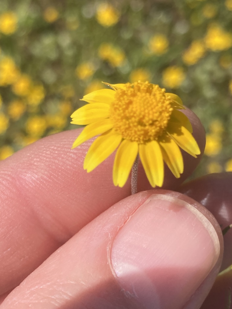 Lasthenia fremontii (Fremont's goldfields), native California herb