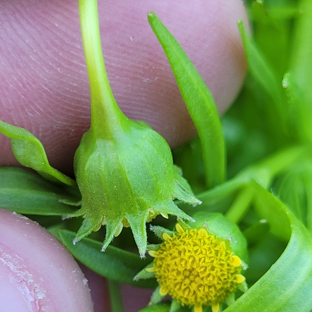 Lasthenia glaberrima (Smooth goldfields), native California herb