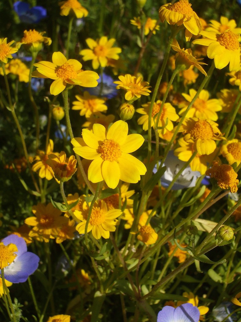 Lasthenia glabrata subsp. glabrata (Yellow-ray goldfields), native California herb