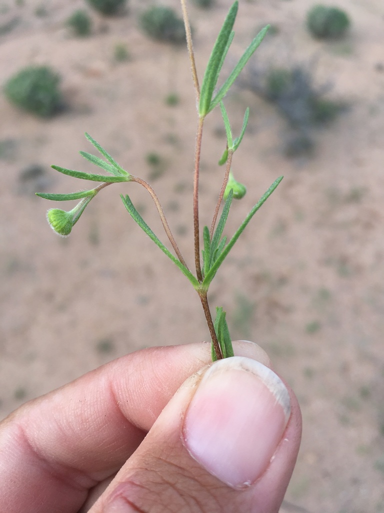 Lasthenia gracilis (Common goldfields), native California herb