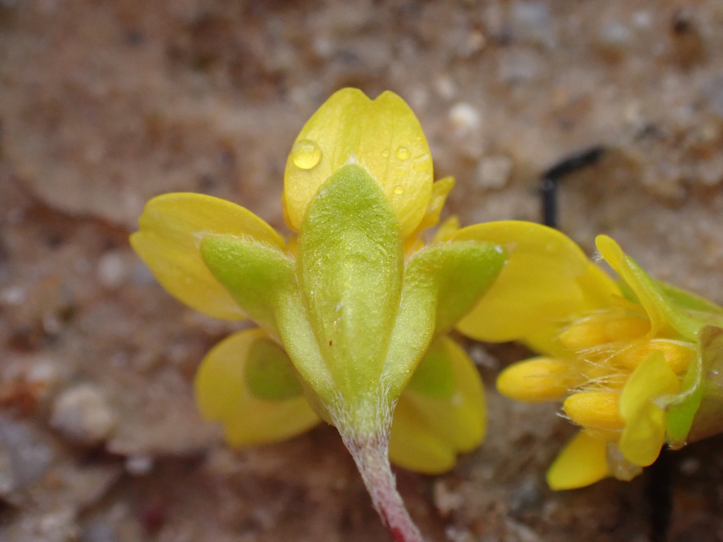 Lasthenia leptalea (Salinas valley goldfields), native California herb