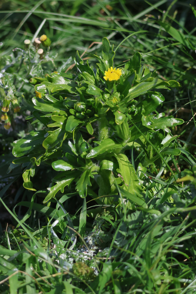 Lasthenia maritima (Maritime or seaside goldfields), native California herb