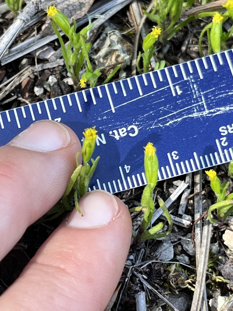 Lasthenia microglossa (Small-ray goldfields), native California herb