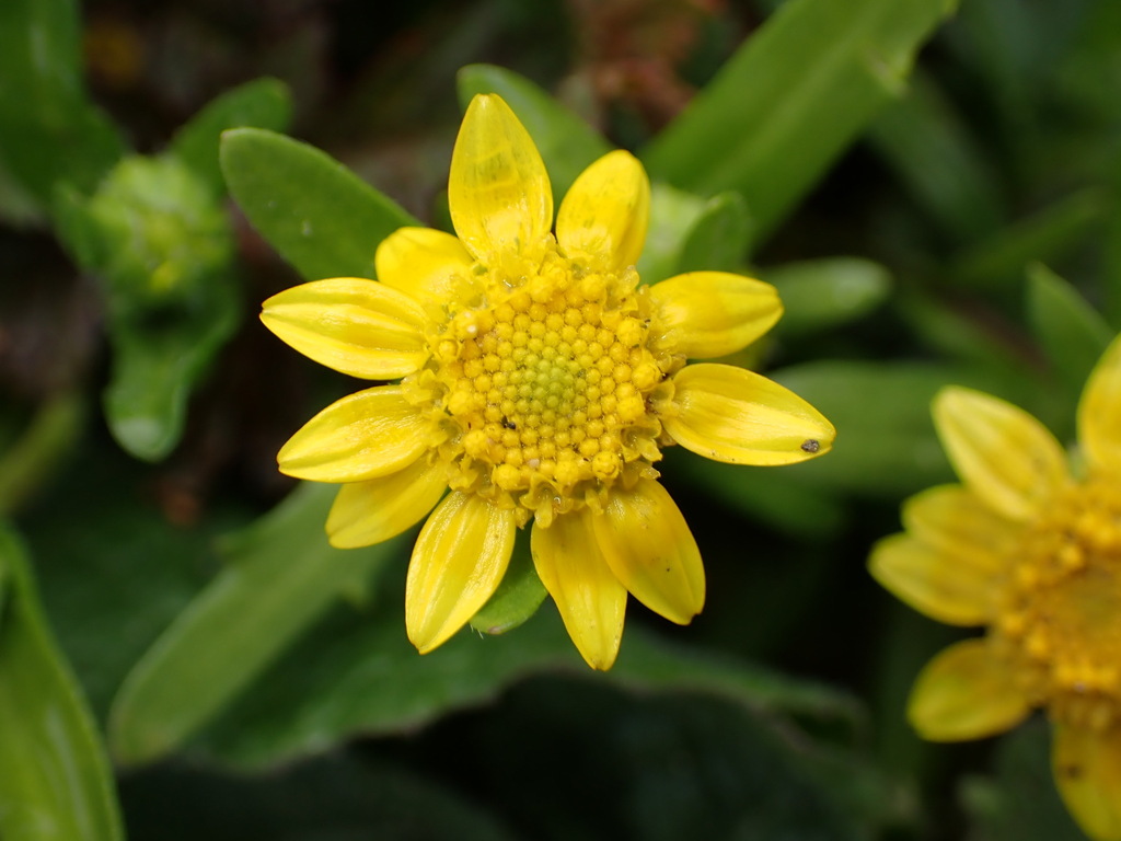 Lasthenia minor (Coastal goldfields), native California herb