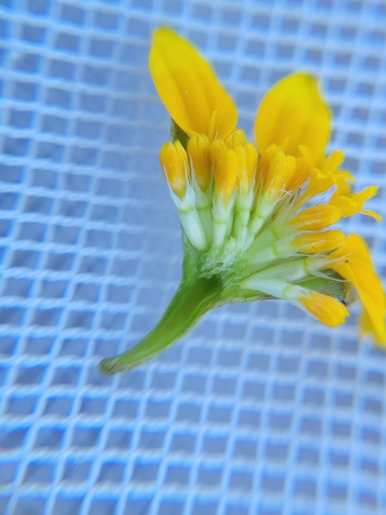 Lasthenia platycarpha (Alkali goldfields), native California herb
